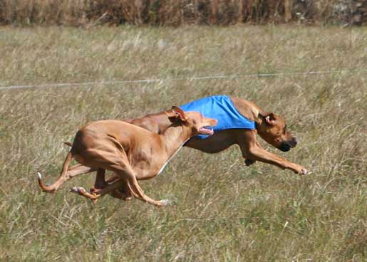 Kahla as bye dog for Dante's ASFA certification