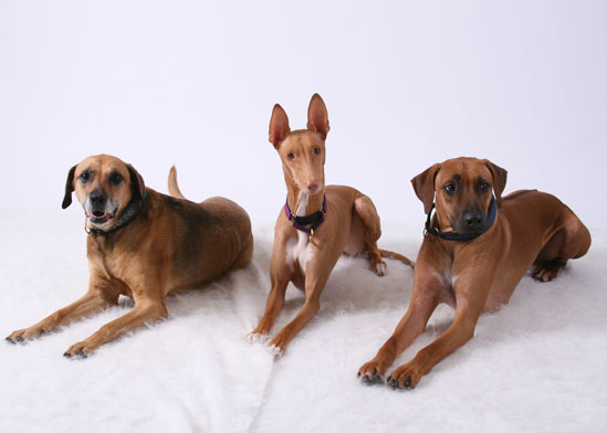 Kayo, Kahla, and Dante'