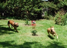 Chase Game at the house on the coast