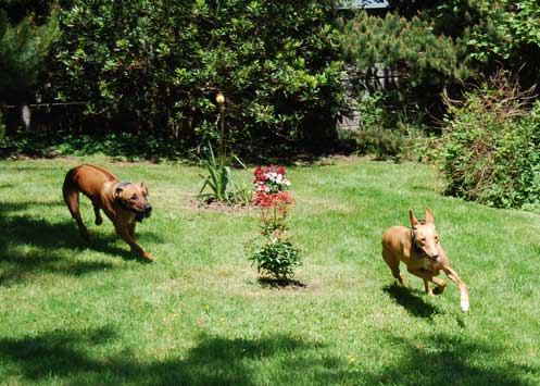 Chase Game at the house on the coast