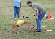 guest handler