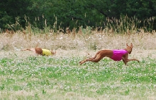 Kahla dive for the bunny