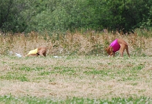 Kahla n' Sendji enjoying a bunny shred
