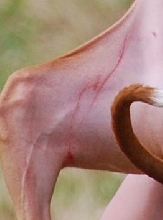 Kahla line burn closeup