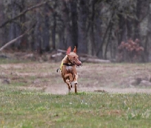 Kahla run