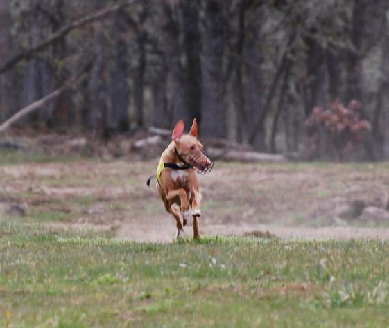Kahla run
