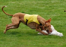 Can dogs inhale?