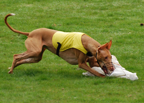 Can dogs inhale?