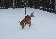 Snow Bunny Kahla