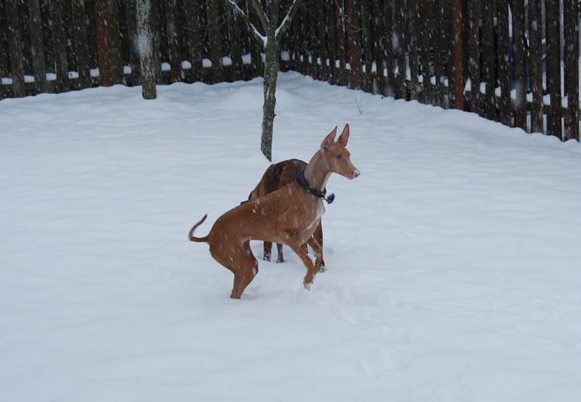 Snow Bunny Kahla