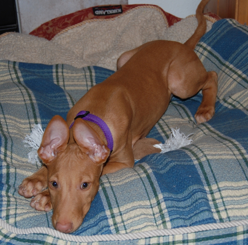 Sabia the innocent puppy