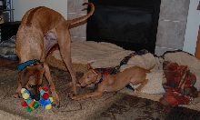 Sabia playing with Dante'