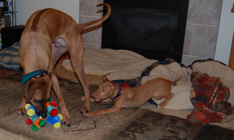 Sabia playing with Dante'