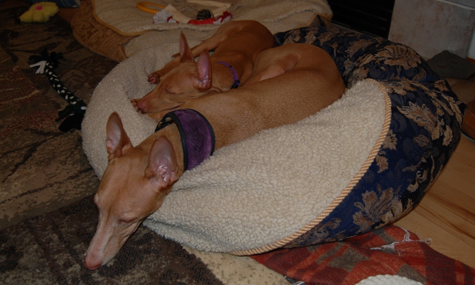 Sabia and Kahla sleeping