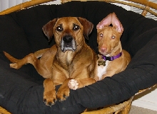 buddies - ears