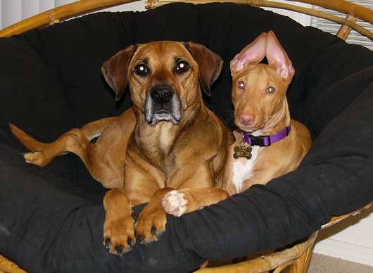 buddies - ears
