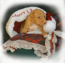 Kahla 19 days old