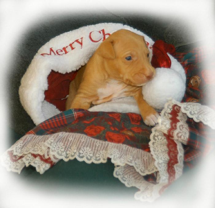 Kahla 19 days old
