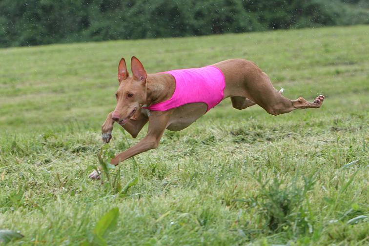 Kahla on the fly