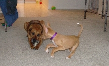 Play with me! I'm more fun then a boring bone!