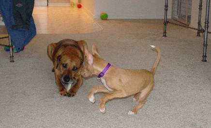 Play with me! I'm more fun then a boring bone!