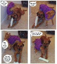 Your bone is better than my bone!