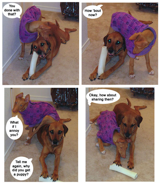 Your bone is better than my bone!