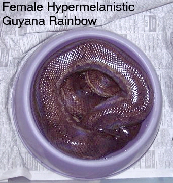 Hypermelanistic Guyana Rainbow Boa