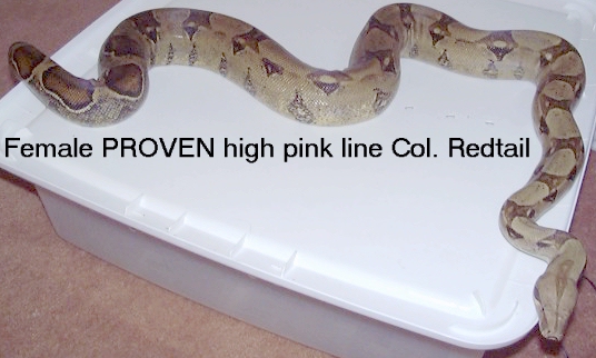 Col. Redtail