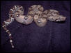FLAME Boa babies !!