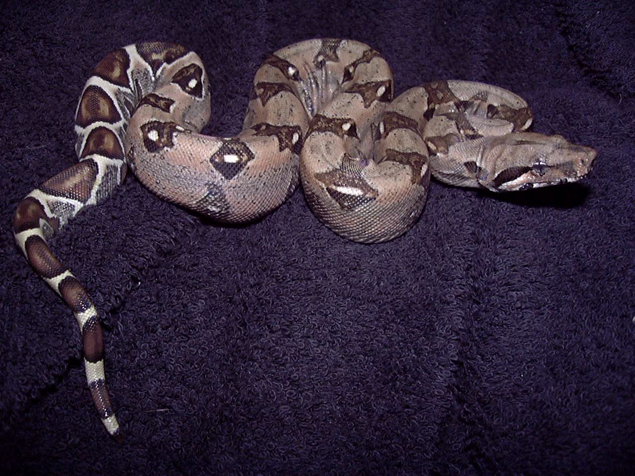 FLAME Boa babies !!