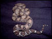 Flame Boa baby