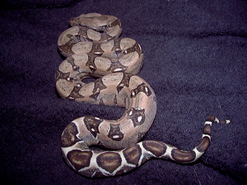 Flame Boa baby