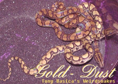 GOLD-DUST/Anerythristic