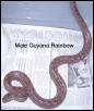 Guyana Rainbow Boa