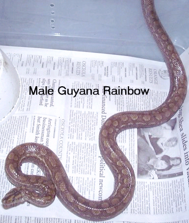 Guyana Rainbow Boa