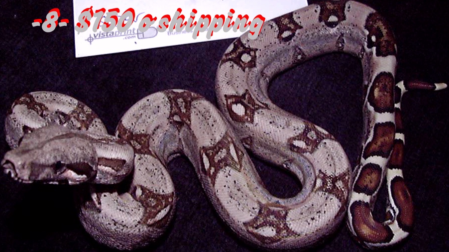 Sibling to my Flame boas