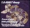 Adult male Anery, proven breeder