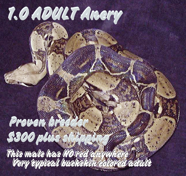 Adult male Anery, proven breeder