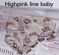 Baby boas 4 sale