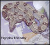Baby boas 4 sale