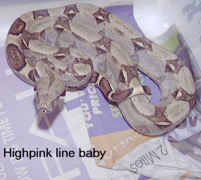 Baby boas 4 sale