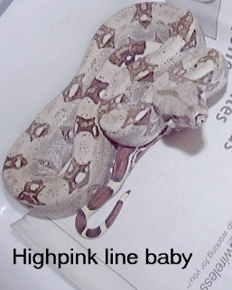 Baby boas 4 sale