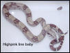 Baby boas 4 sale