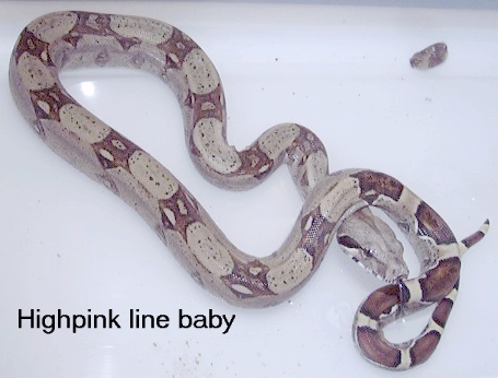 Baby boas 4 sale