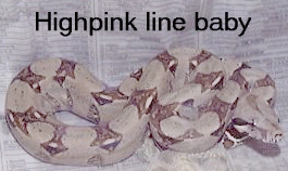 Baby boas 4 sale