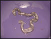 NEW BOA MORPH