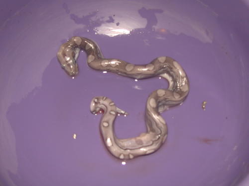 NEW BOA MORPH