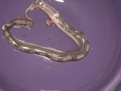 NEW BOA MORPH