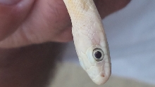 Wild leucistic gray rat snake